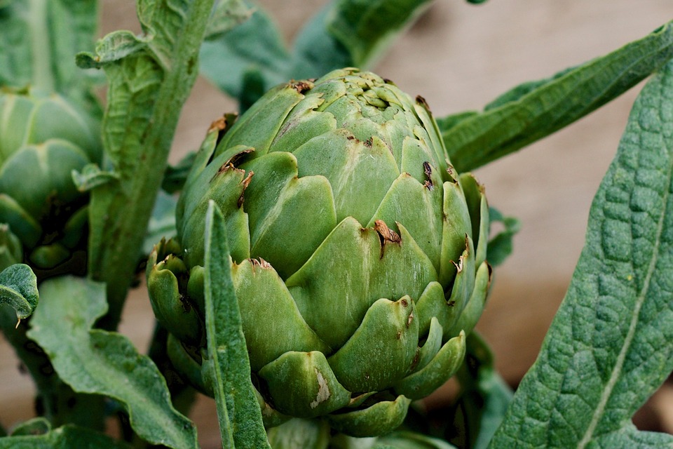 Artichaut 'Imperial Star'