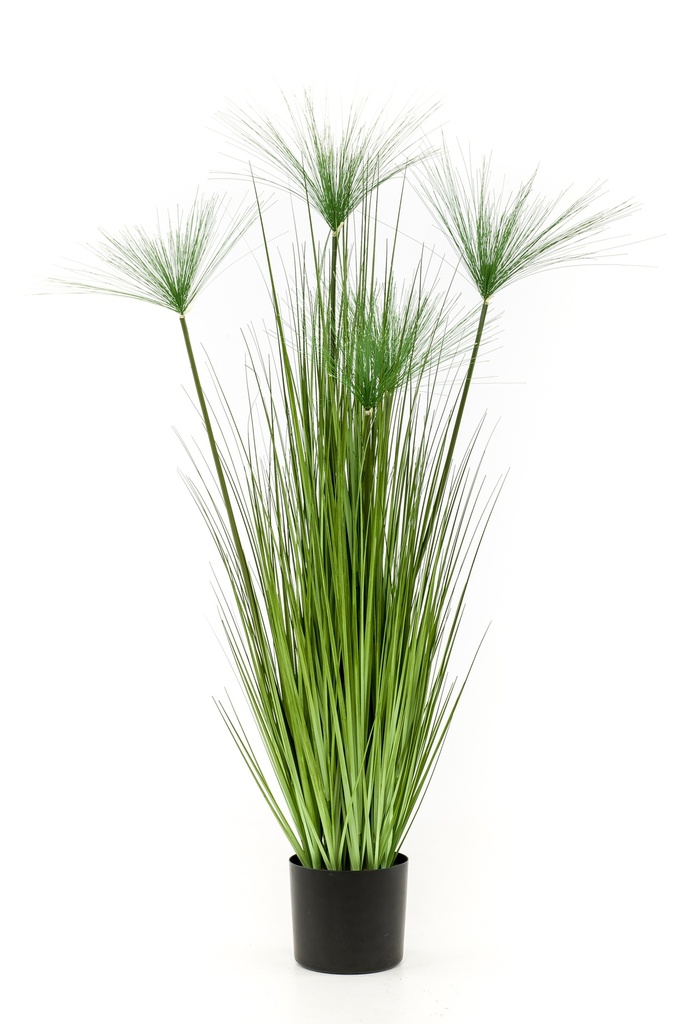 Papyrus haspan artificiel