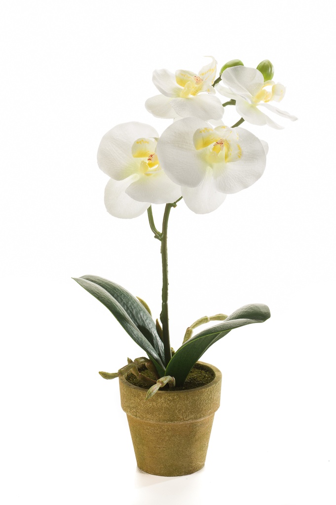 Phalaenopsis en pot artificiel