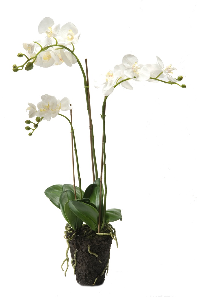 Phalaenopsis en pot artificiel