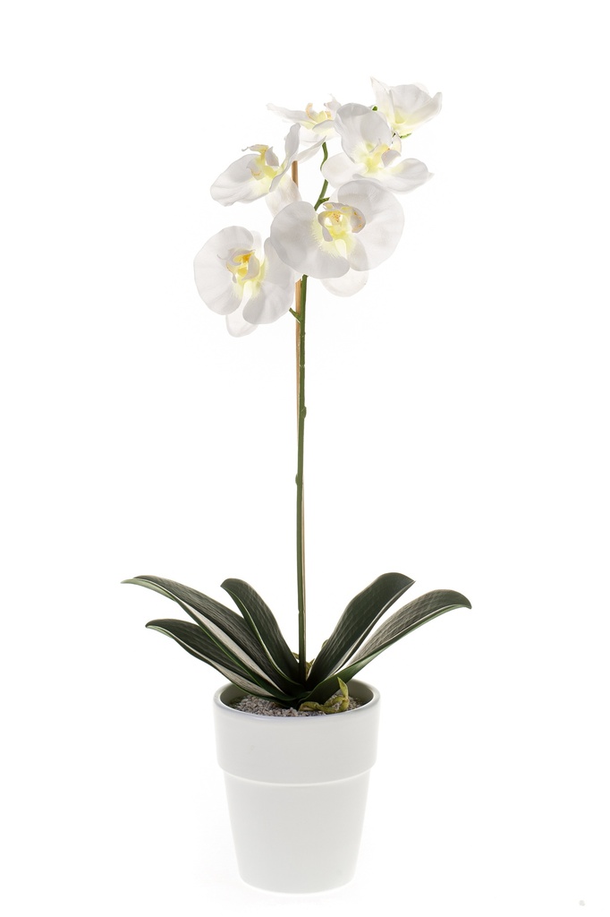 Phalaenopsis en pot artificiel