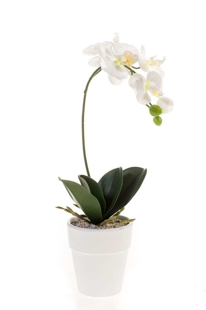 Phalaenopsis en pot artificiel
