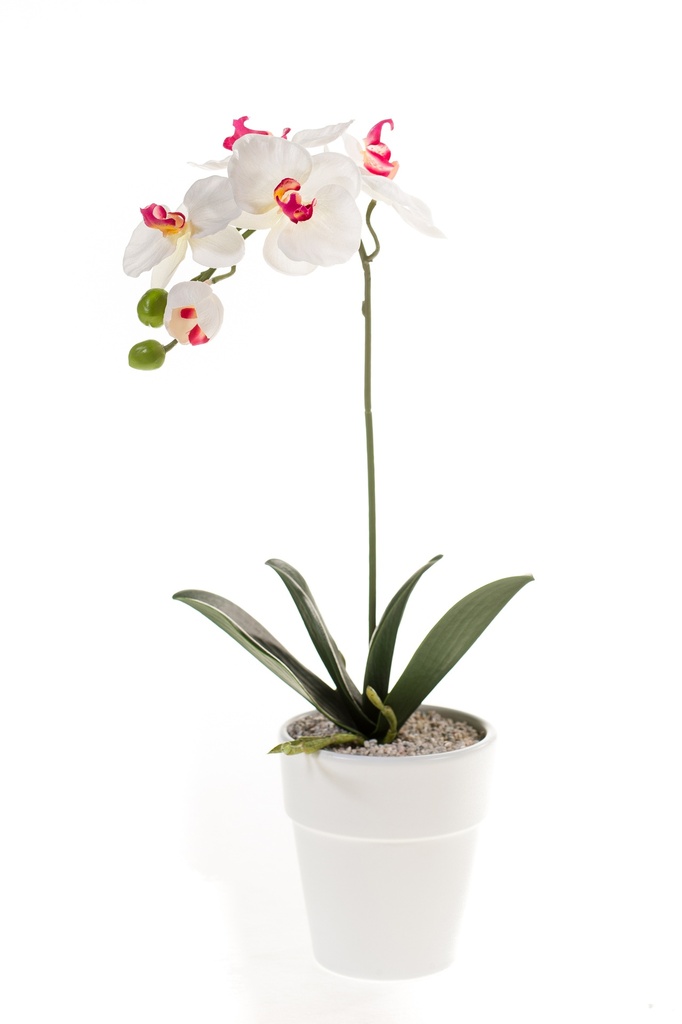 Phalaenopsis en pot artificiel