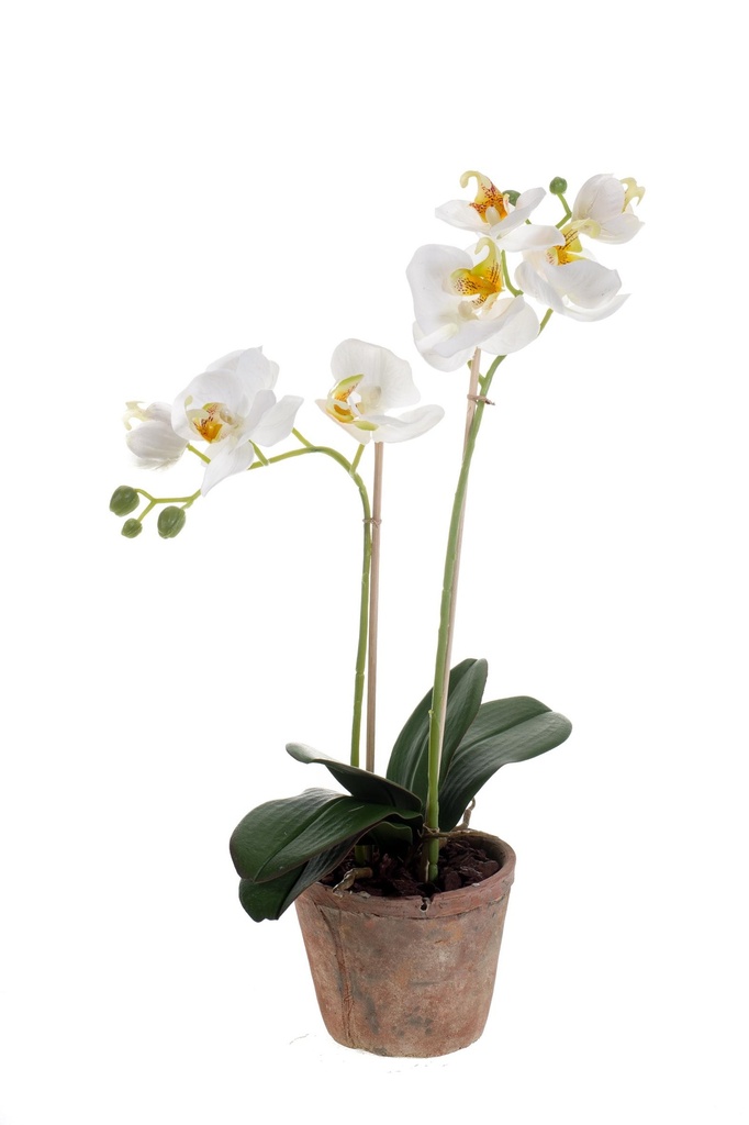 Phalaenopsis en pot artificiel