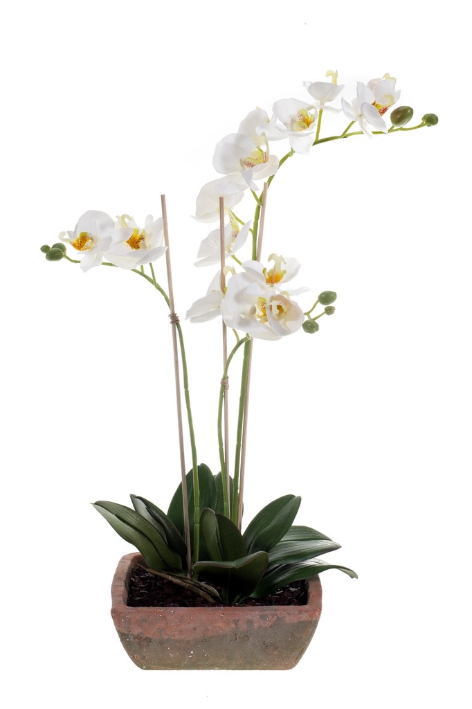 Phalaenopsis en pot artificiel