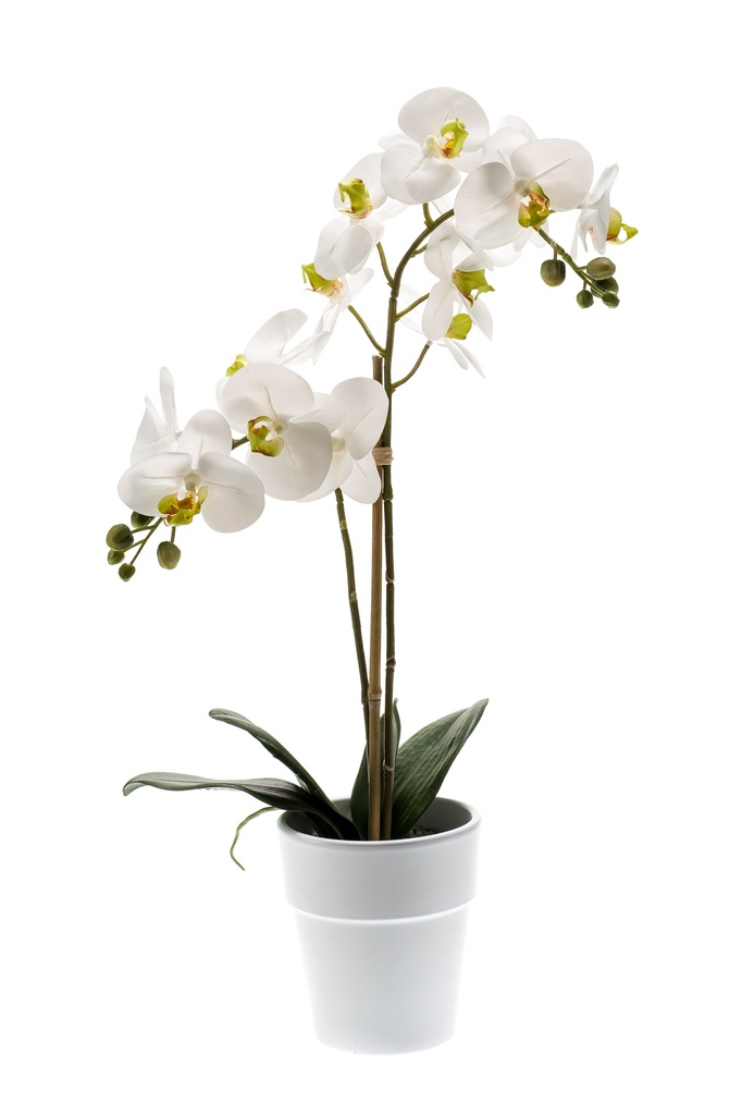 Phalaenopsis en pot artificiel