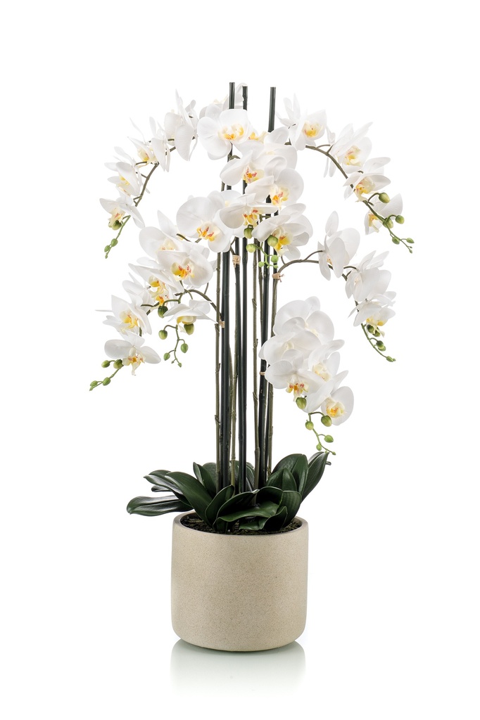 Phalaenopsis artificiel