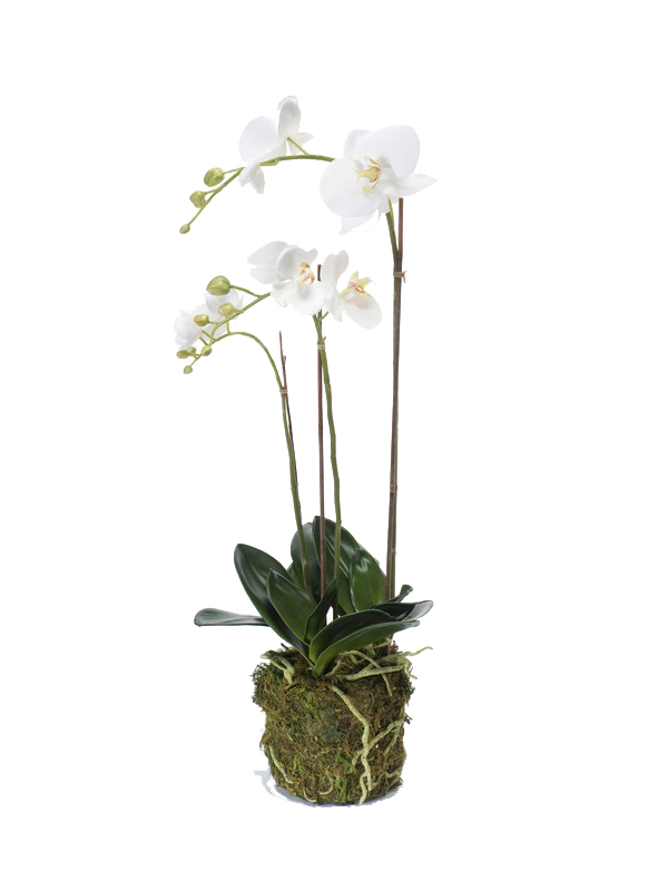 Phalaenopsis pot mousse artificiel