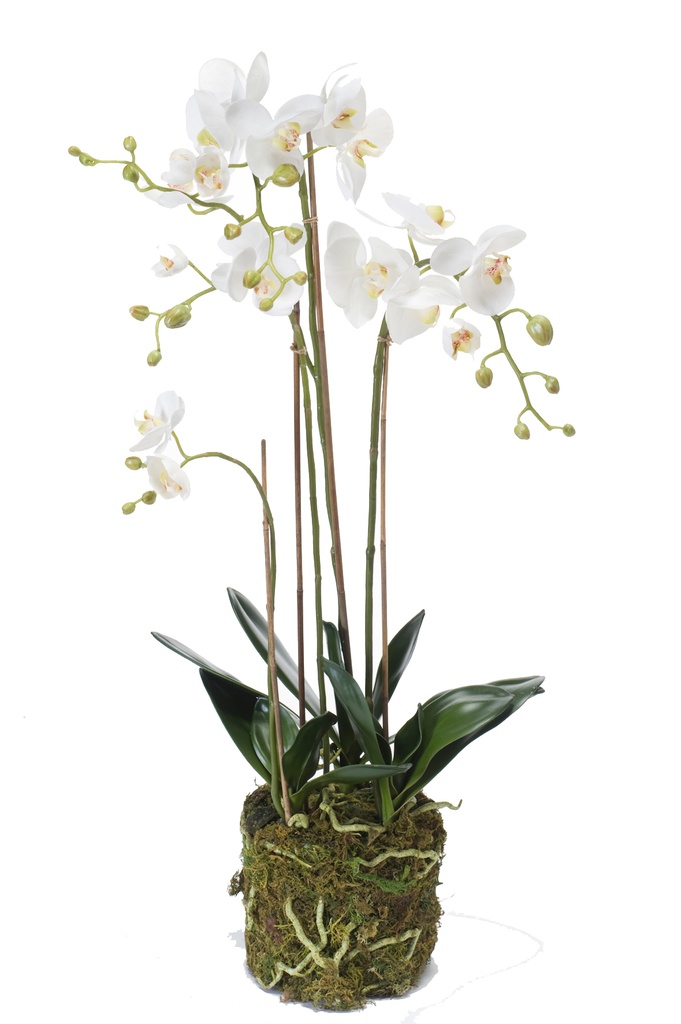 Phalaenopsis pot mousse artificiel