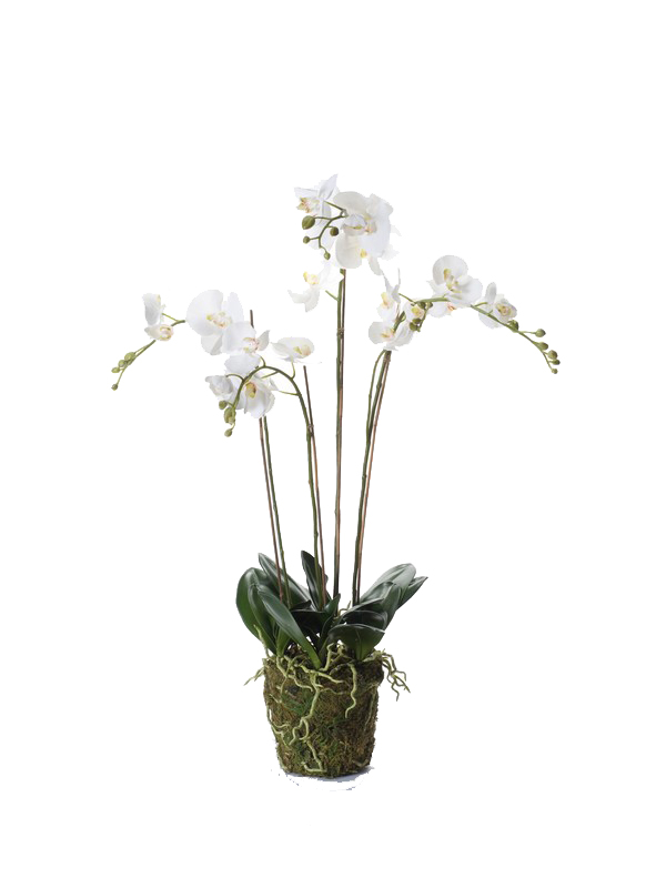 Phalaenopsis pot mousse artificiel