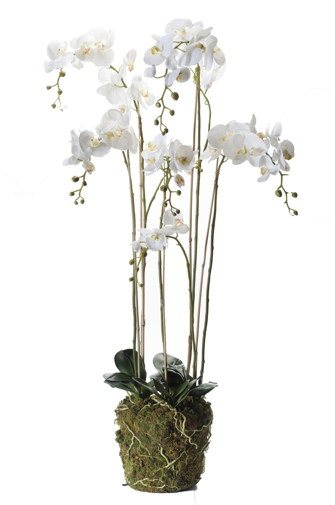 Phalaenopsis pot mousse artificiel