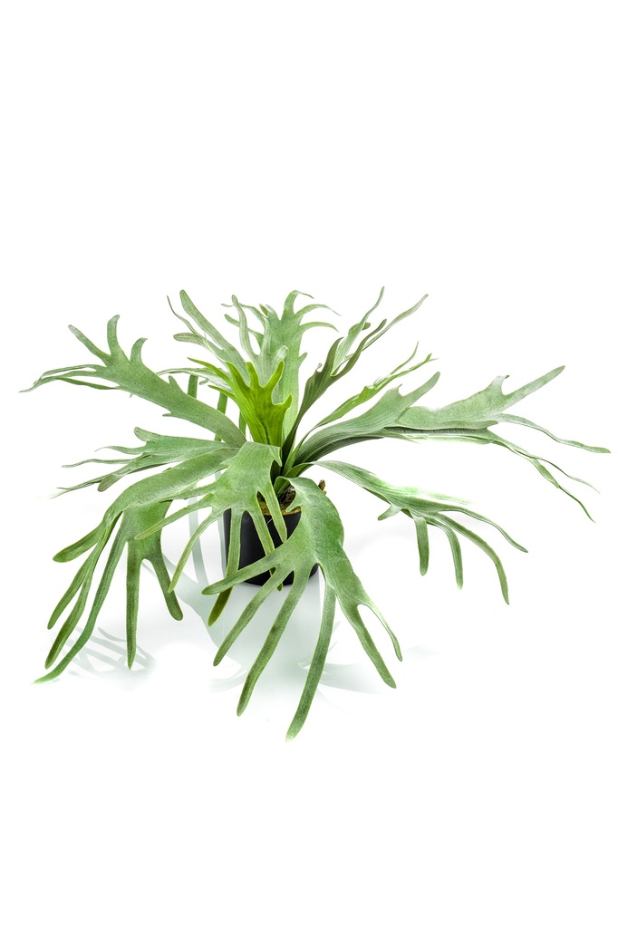 Platycerium artificiel