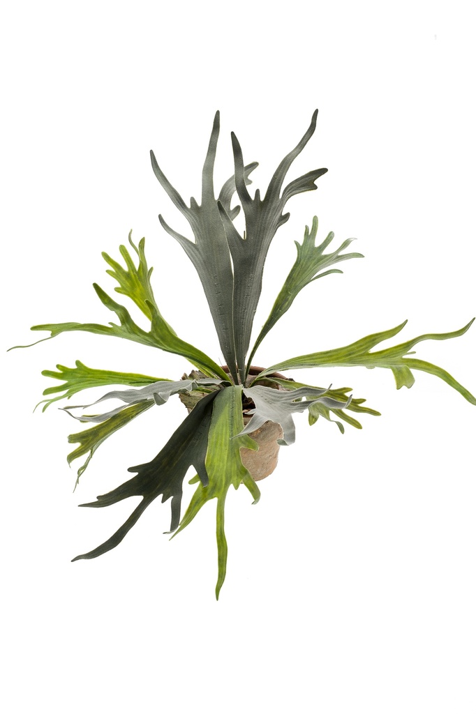 Platycerium artificiel