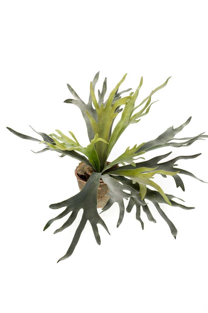 Platycerium artificiel
