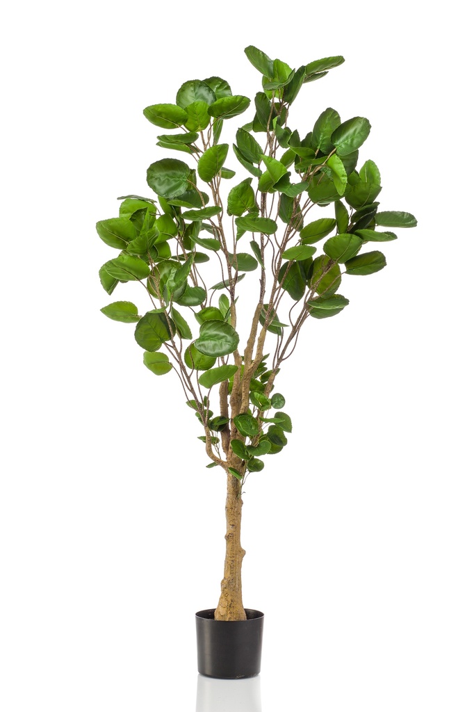 Polyscias artificiel