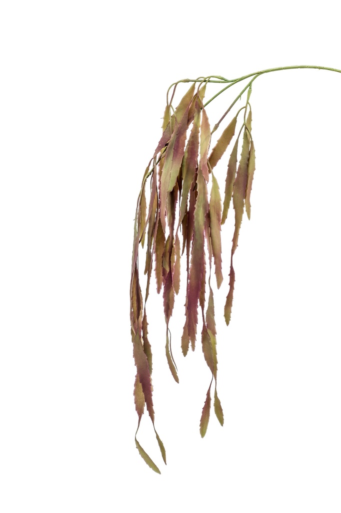 Rhipsalis retombant artificiel