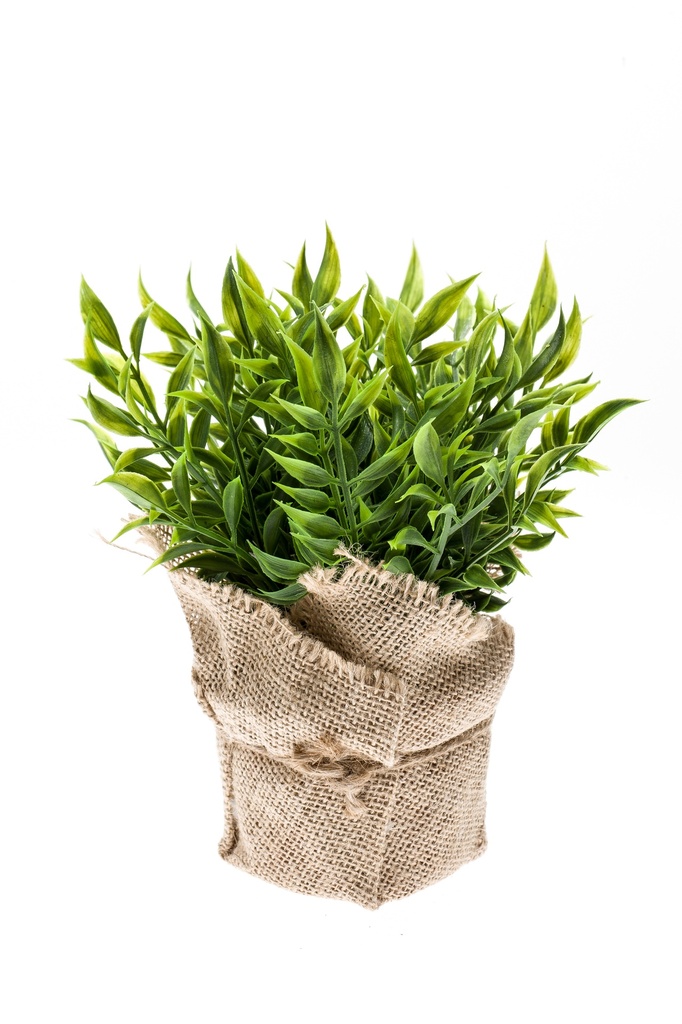 Ruscus artificiel