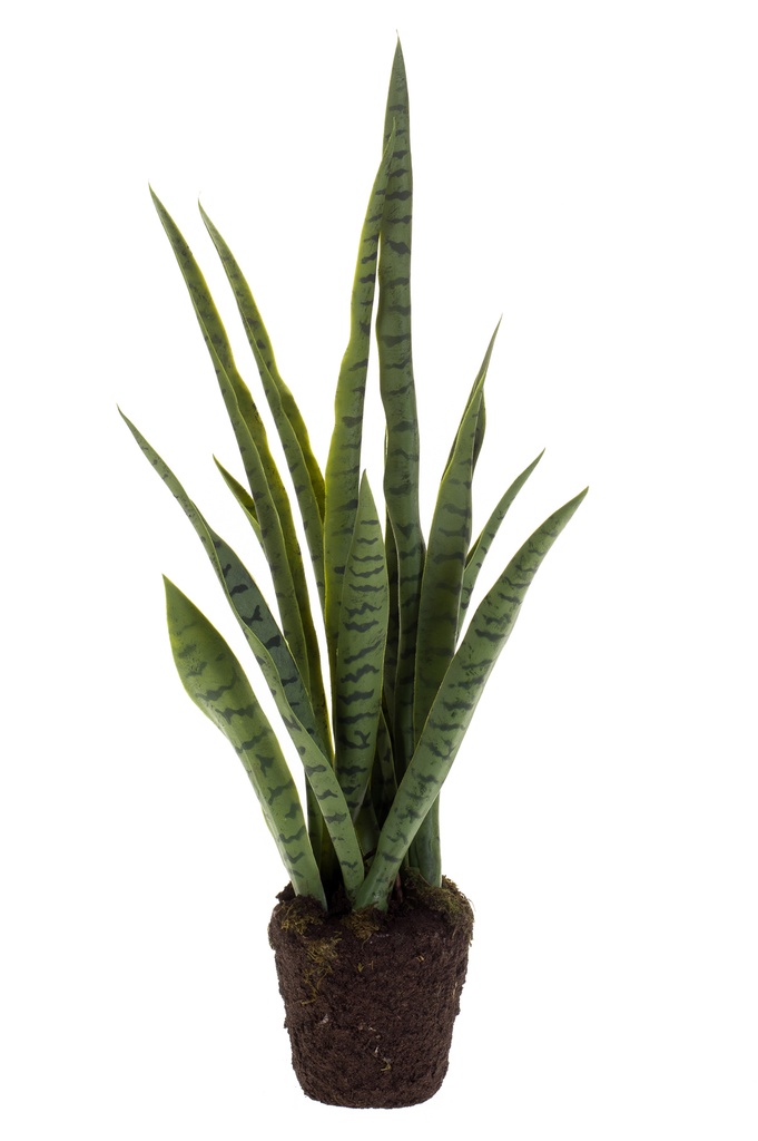 Sansevieria artificiel