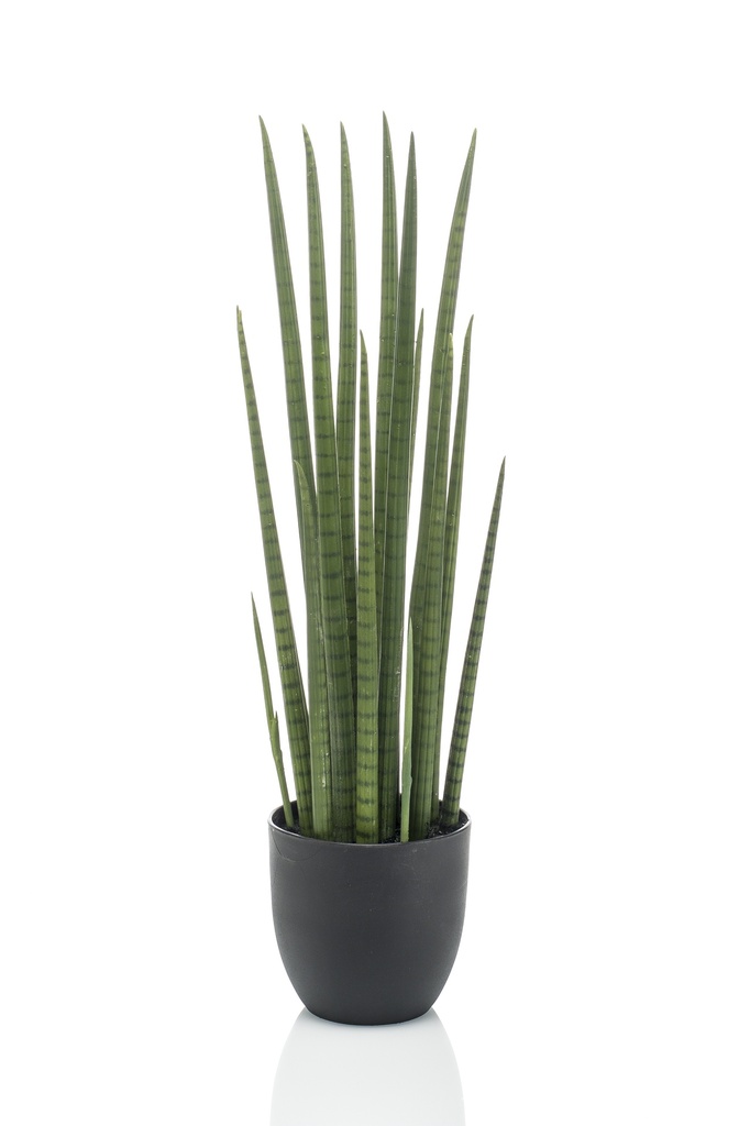 Sansevieria cylindrica artificiel