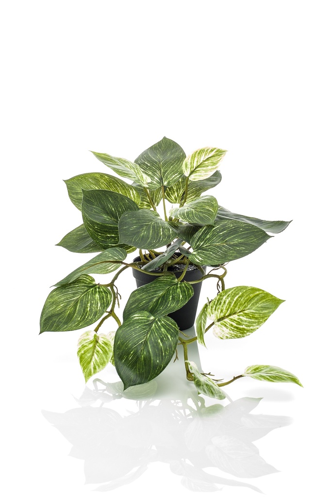 Scindapsus artificiel