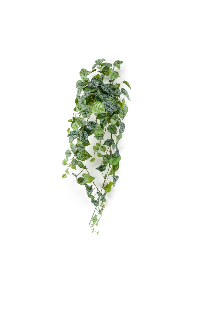 Scindapsus pictus retombant artificiel