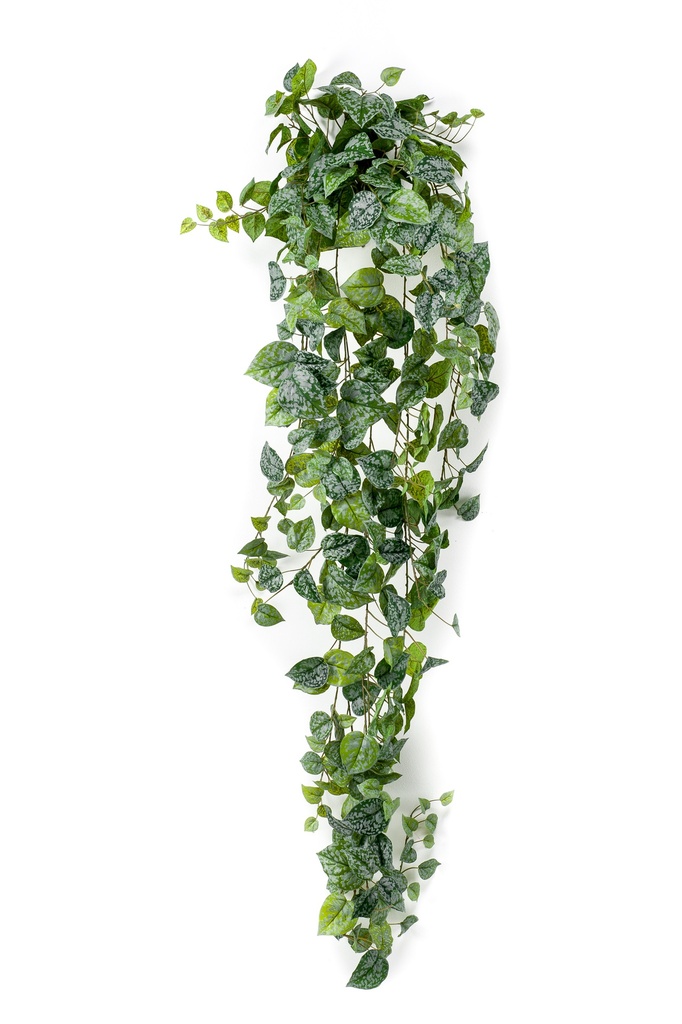 Scindapsus pictus retombant artificiel