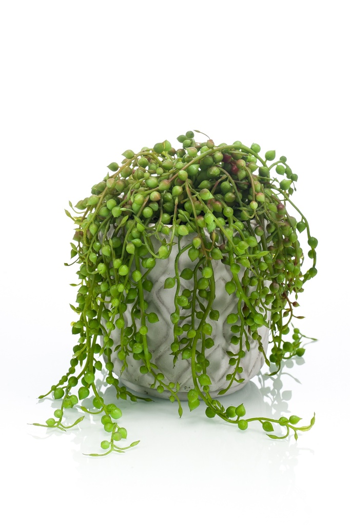 Senecio artificiel