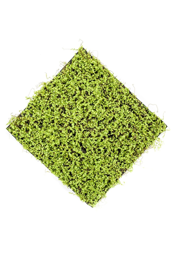 Soleirolia en plaque artificiel