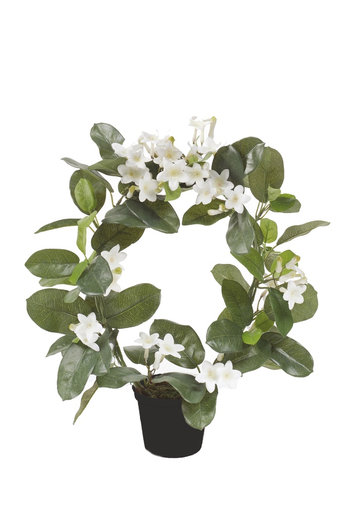 Stephanotis sur arceau artificiel