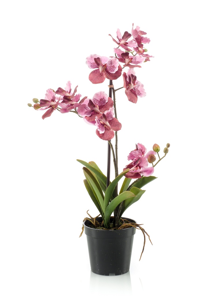 Vanda en pot artificiel