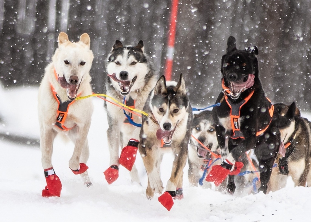 Bottines Longdistance Booties XS par 4