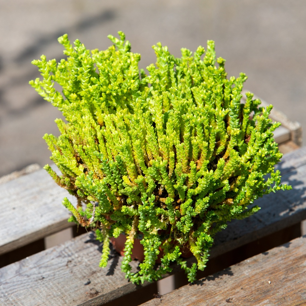 Sedum acre