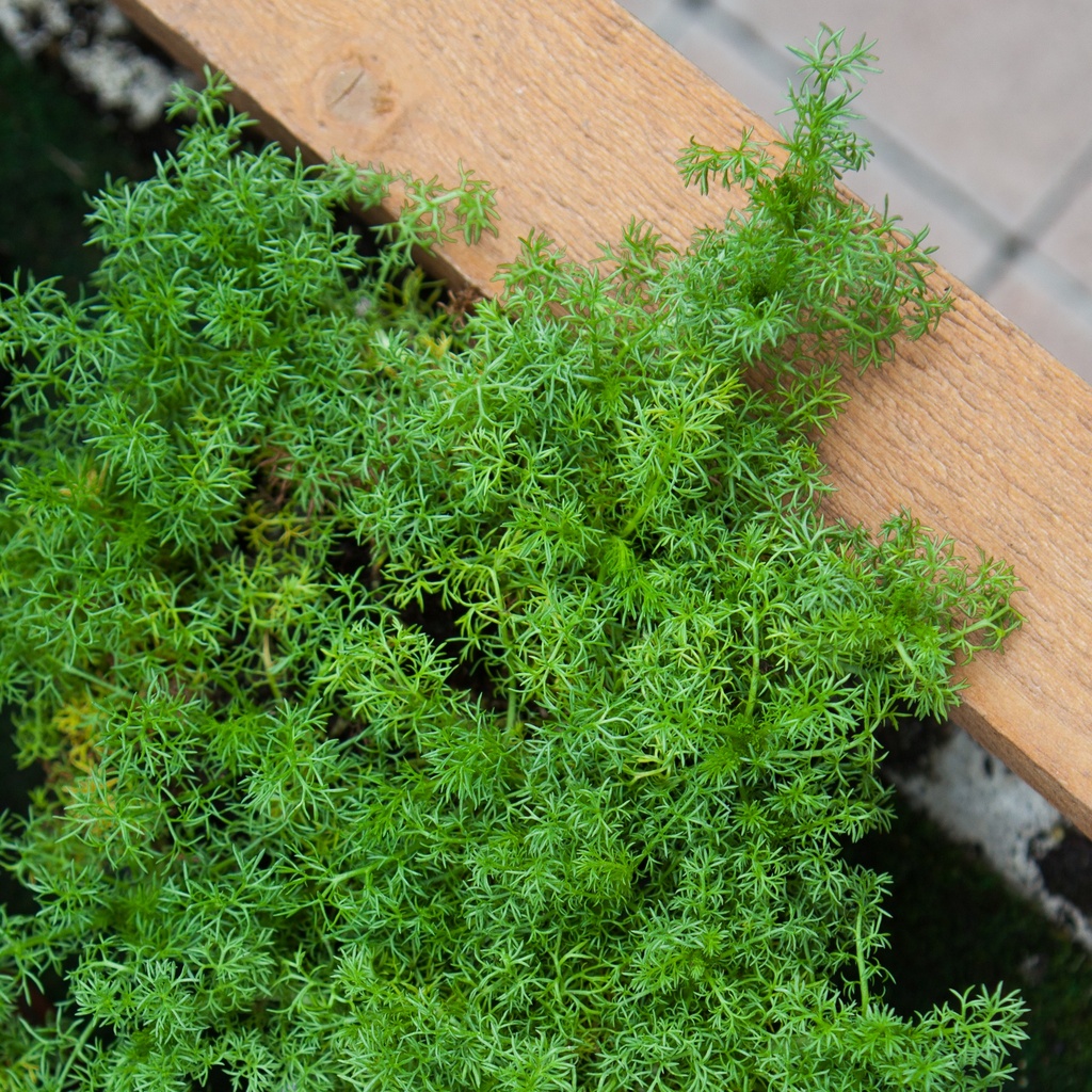 Camomille romaine