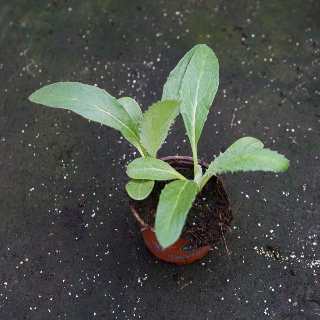 Cardon épineux de Plainpalais