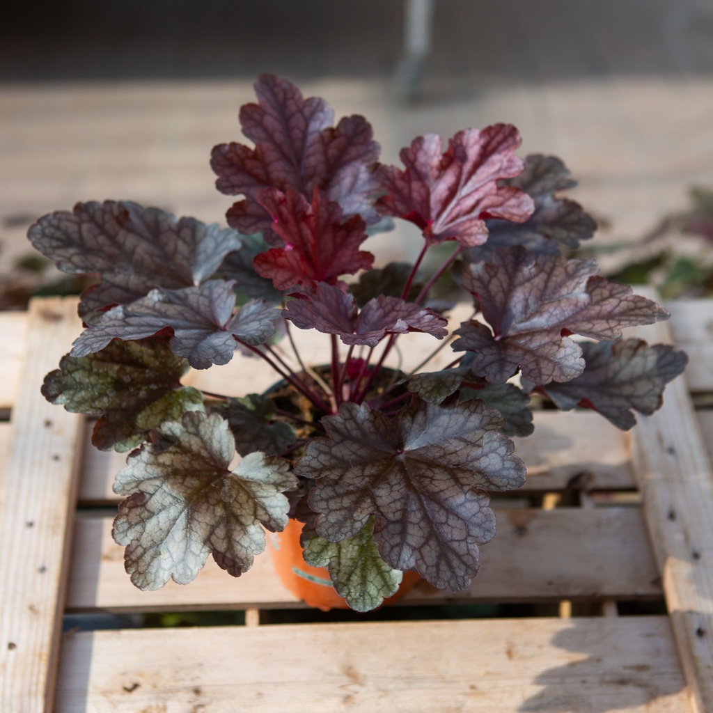 Heuchera 'Peach Flambe'