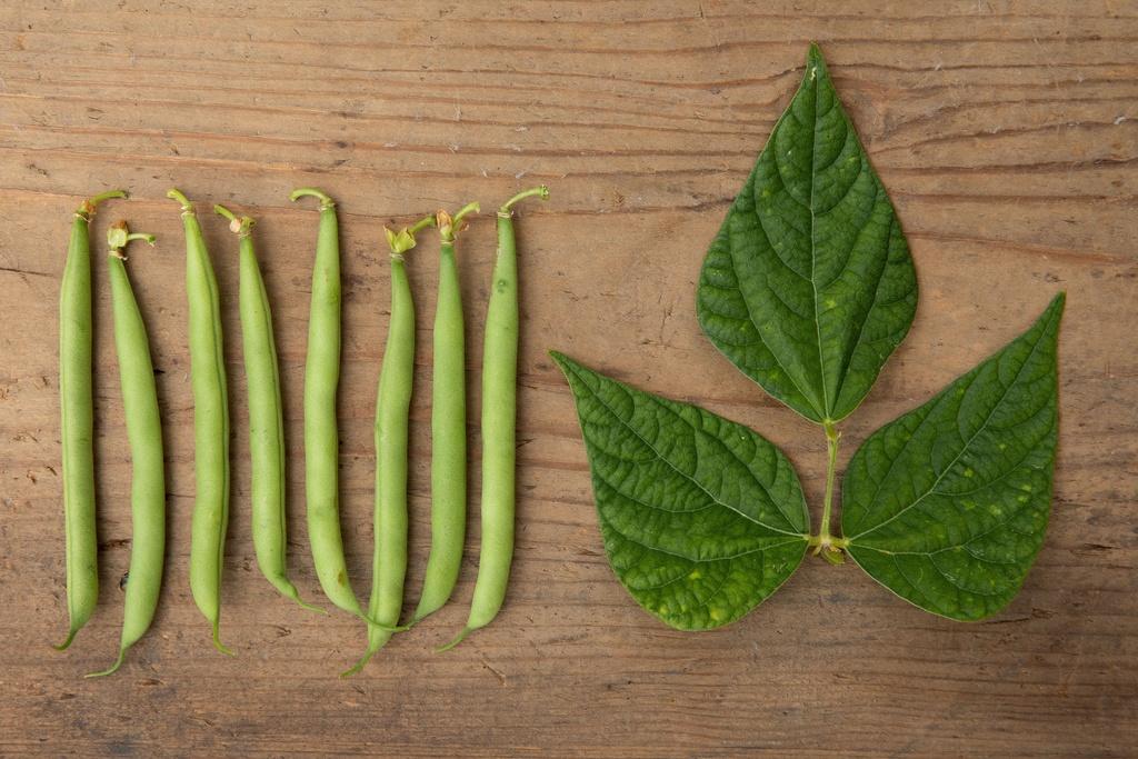 Haricots Wunderfein Sélection Z