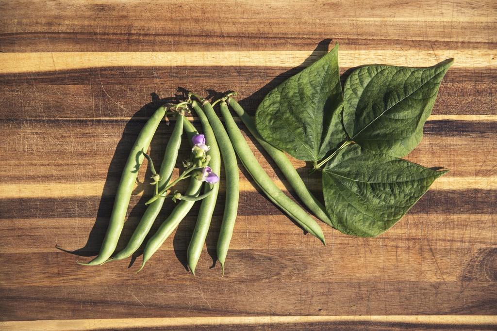 Haricots Tachète précoce