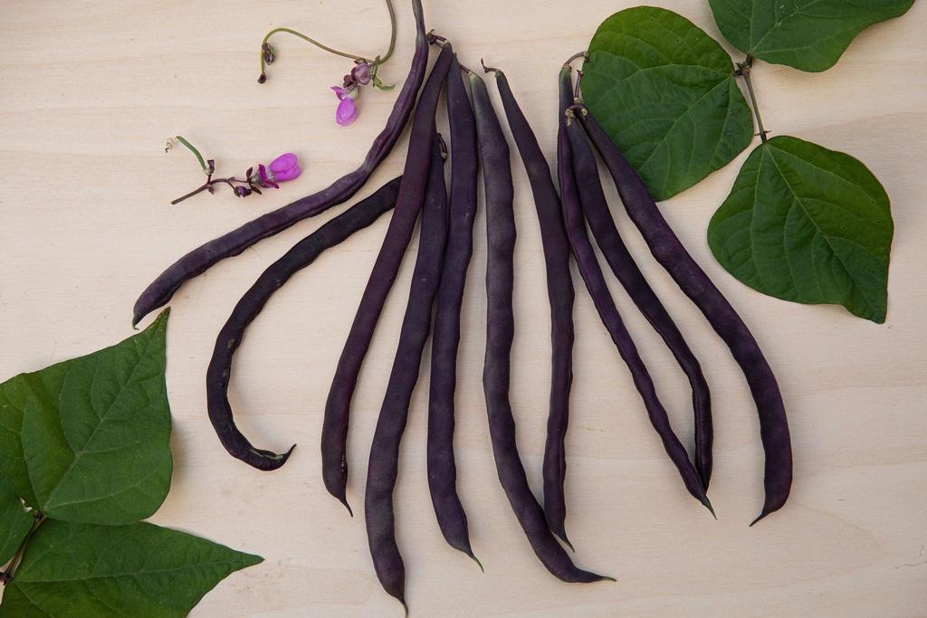 Haricots Muotathaler, à gousses violettes