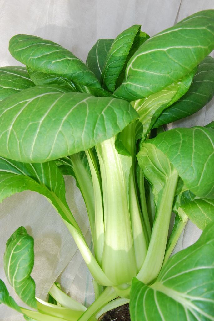 Légumes asiatiques Pak Choï