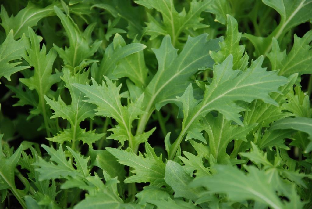 Légumes asiatiques Mizuna