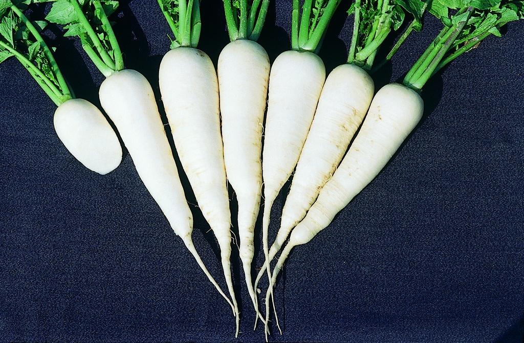 Radis, Gros radis Marché de Zurich