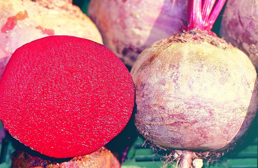 Betterave à salade Boule rouge