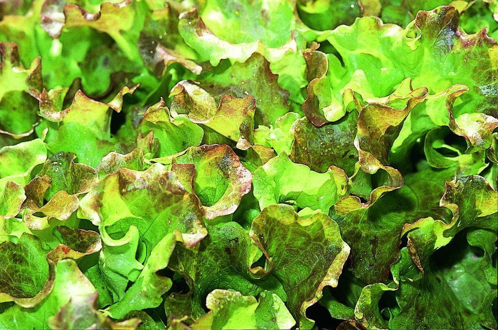 Salade/Laitue De Douanne