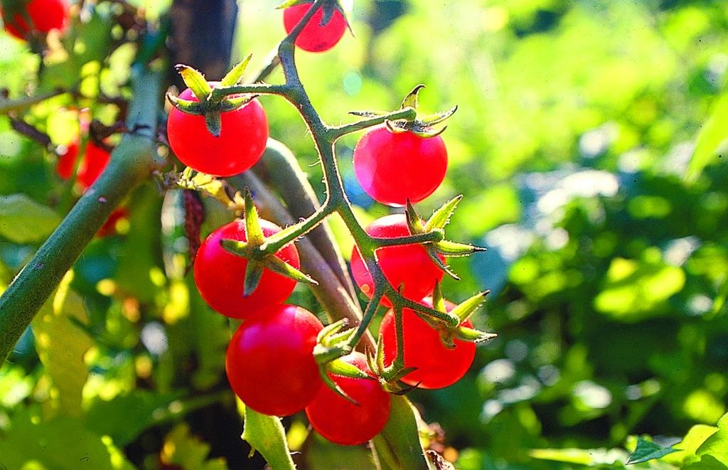 Tomates Petite du Mexique