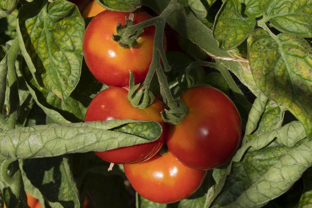 Tomates Précoce de Sibérie