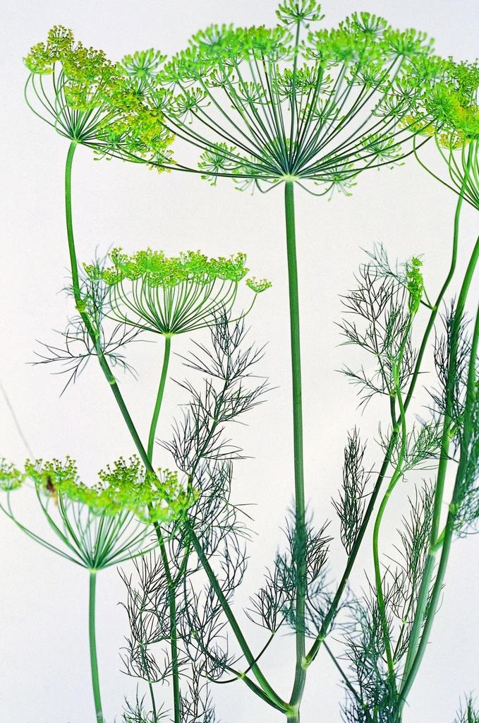 Aneth (plante annuelle)