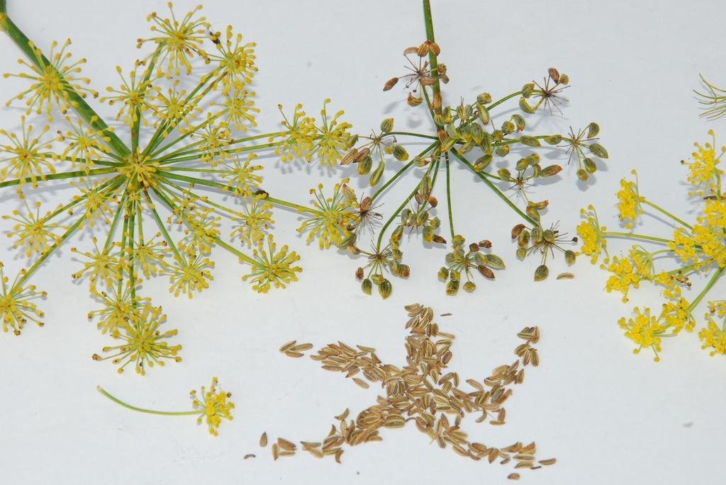 Fenouil commun Fenouil commun (annuel ou vivace)