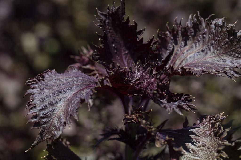 Semences de Perilla / Shiso Pourpre (plante annuelle)