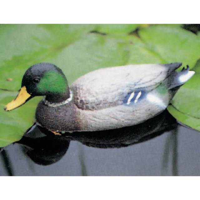 Canard sauvage