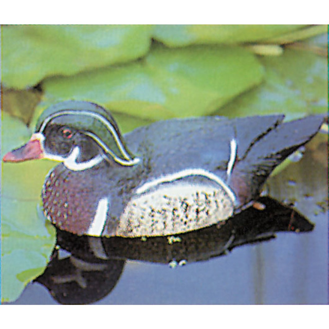 Canard Carolina